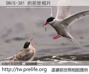 SNIS-381 的前世相片