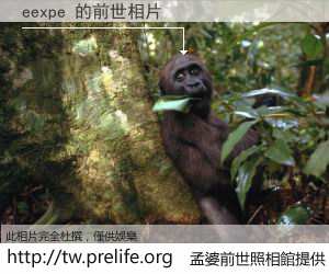 eexpe 的前世相片