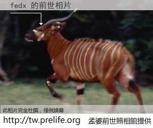 fedx 的前世相片
