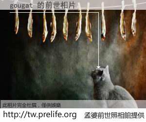 gougat 的前世相片