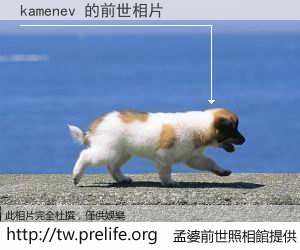 kamenev 的前世相片