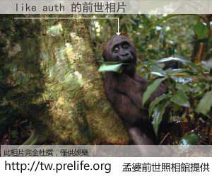 like auth 的前世相片
