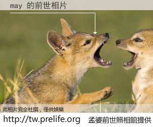 may 的前世相片