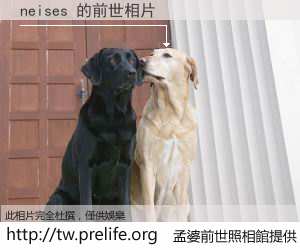 neises 的前世相片