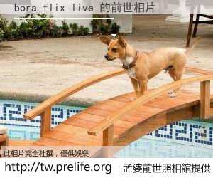 bora flix live 的前世相片