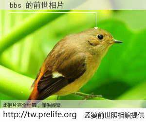 bbs 的前世相片