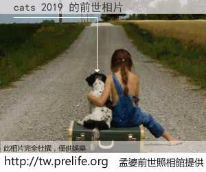 cats 2019 的前世相片