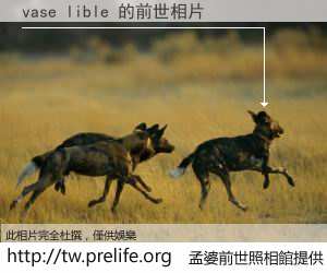 vase lible 的前世相片