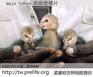 wajo tokyo 的前世相片