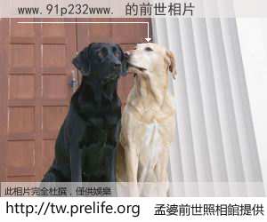 www.91p232www. 的前世相片