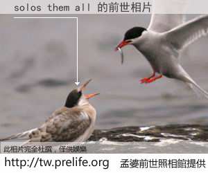 solos them all 的前世相片