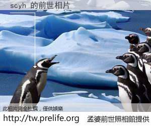 scyh 的前世相片