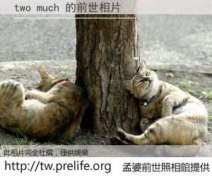 two much 的前世相片