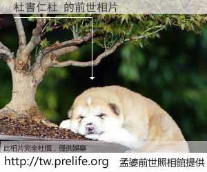 杜書仁杜 的前世相片