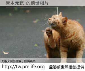 青木元親 的前世相片