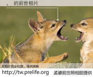 ， 的前世相片
