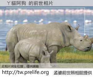 ㄚ貓阿狗 的前世相片