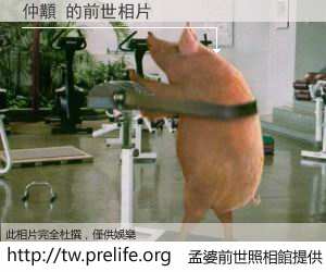 仲顜 的前世相片