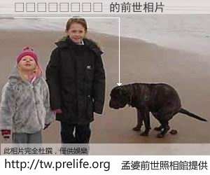 👂🐶 的前世相片
