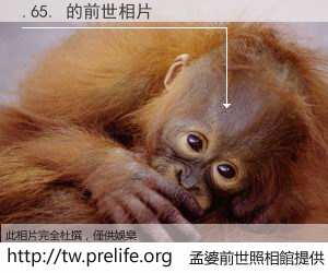 .65. 的前世相片