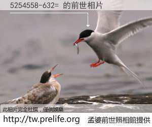 5254558-632= 的前世相片