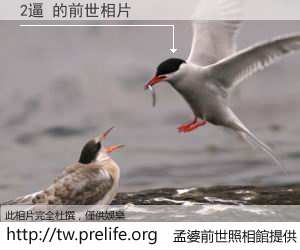 2逼 的前世相片