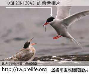IXGH20N120A3 的前世相片