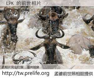 LPK 的前世相片