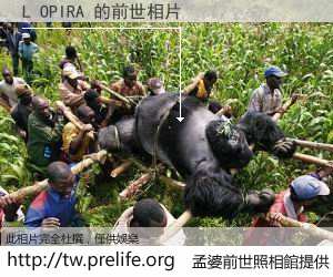 L OPIRA 的前世相片