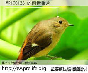 MP100126 的前世相片