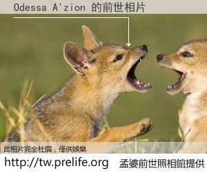 Odessa A'zion 的前世相片