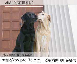 AUA 的前世相片