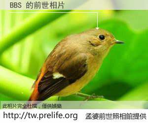BBS 的前世相片