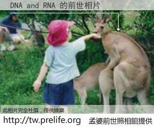 DNA and RNA 的前世相片