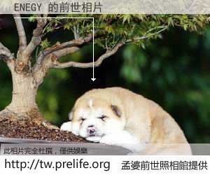 ENEGY 的前世相片