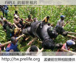 FAPLE 的前世相片