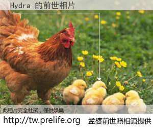 Hydra 的前世相片