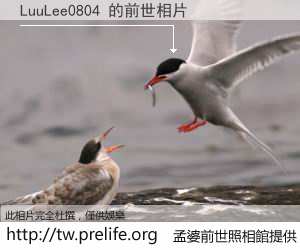 LuuLee0804 的前世相片