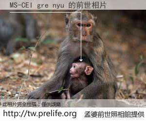 MS-CEI gre nyu 的前世相片