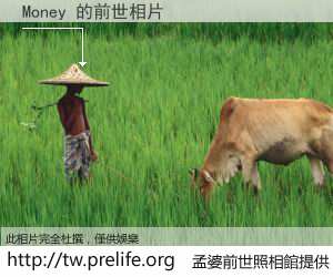 Money 的前世相片