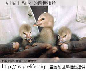 A Hail Mary 的前世相片