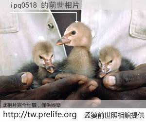 ipq0518 的前世相片