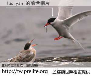 luo yan 的前世相片