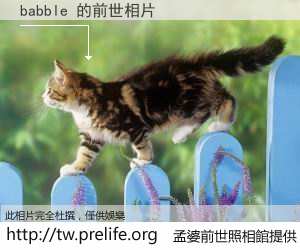 babble 的前世相片
