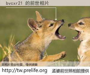 bvcxr21 的前世相片