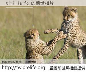 tirilla fq 的前世相片