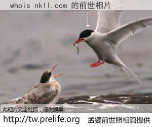 whois nkll.com 的前世相片