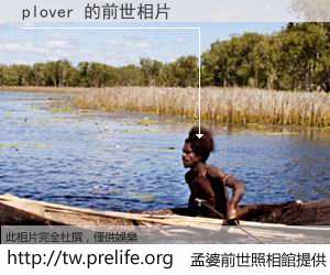 plover 的前世相片