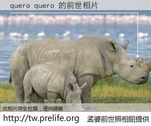 quero quero 的前世相片