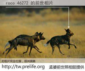 roco 46272 的前世相片